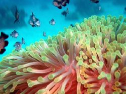 Shot taken with Nikon 4300 & FantaSea housing at Hurghada... by Stevica Mrdja 